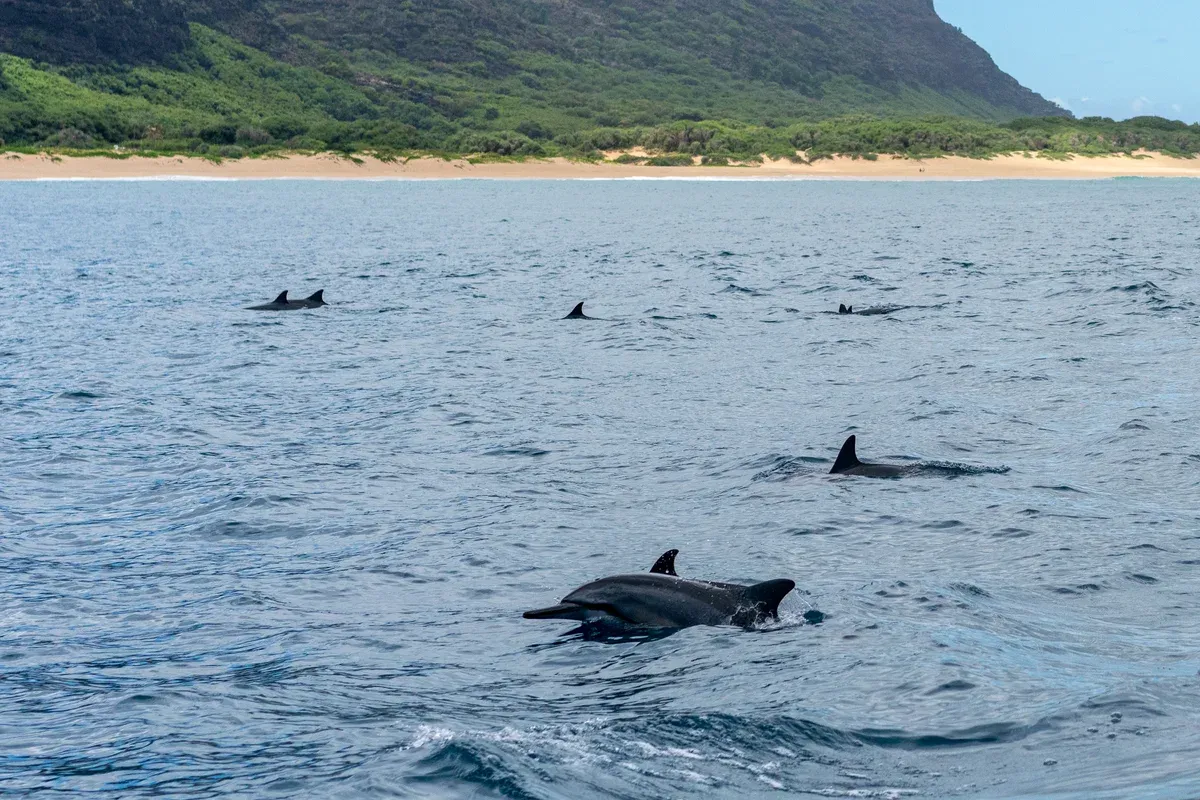 Pod of spinner dolphins swimming beside the Napali Coast cliffs on a Kauai raft and snorkel tour