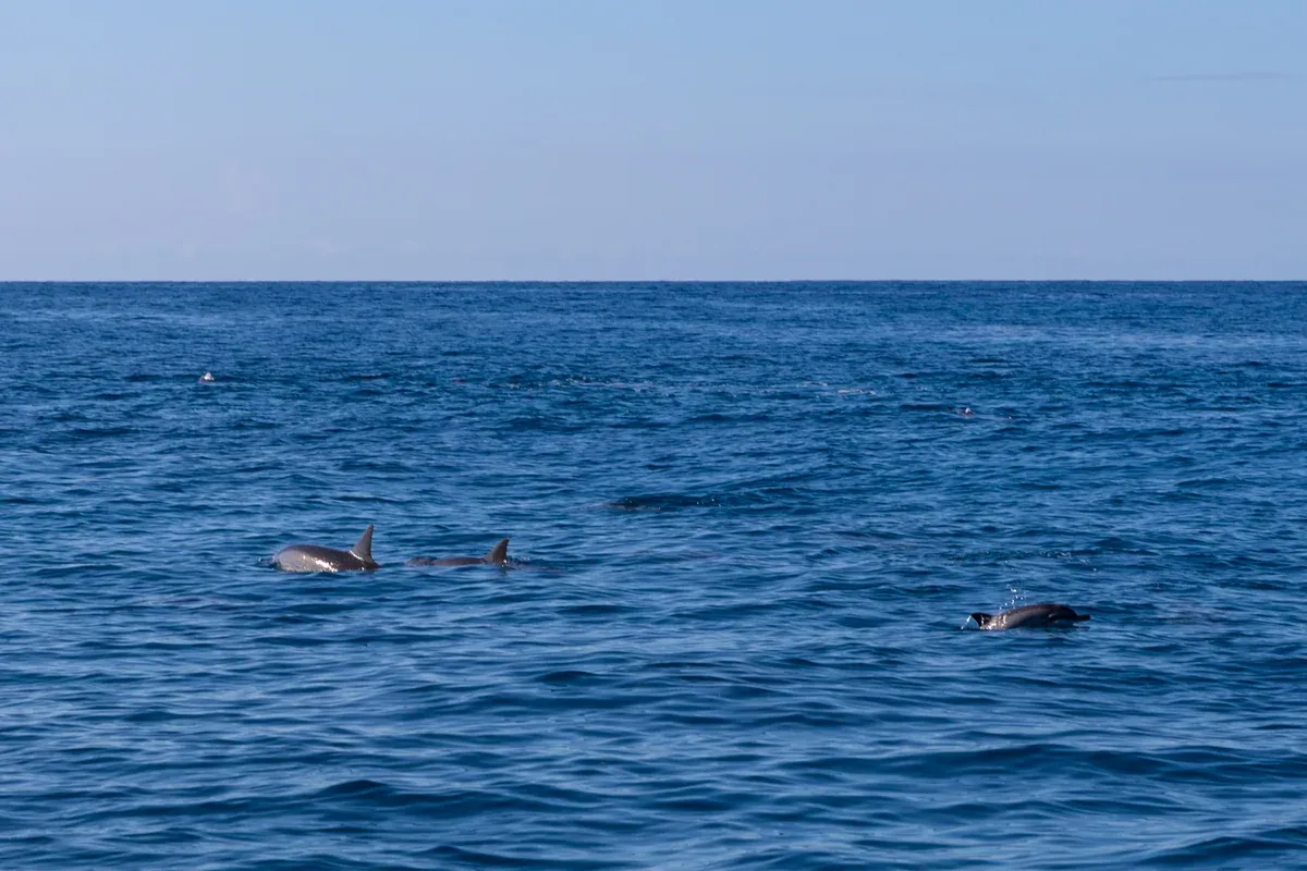 Spinner dolphins surfacing off the Na Pali Coast, a common sight on Napali Coast boat tours