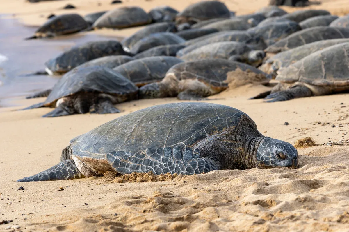 Green sea turtle resting on Poipu Beach in Kauai, seen on Kauai snorkel tours and Napali Coast boat tours